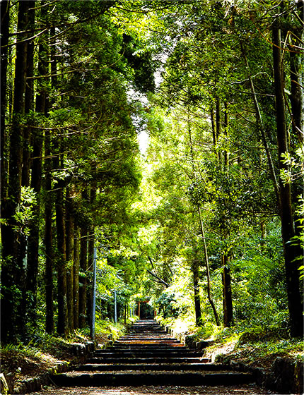 狭野神社杉並の写真